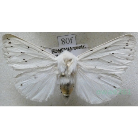 Spilosoma lubricipeda (Linnaeus, 1758) Szewnica miętówka Czech80f